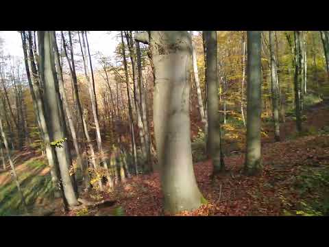 În pădurea de lîngă Coșava !