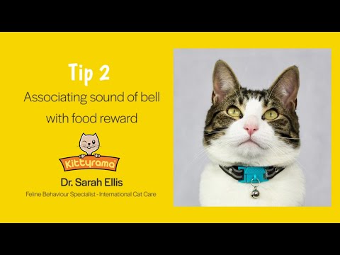 How to help cats get used to cat collar bells