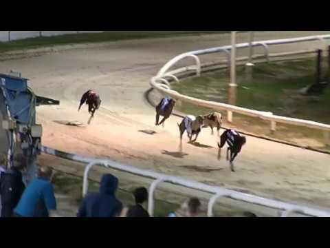 2017 WILLIAM HILL NORTHERN PUPPY DERBY - HEAT 3 - T6 GAZILLY SHAY