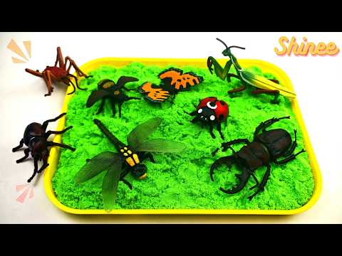 Learn Insects for Kids | Fun Puzzle & Facts for Toddlers | Preschool Learning Adventure 🦋🐝🐞