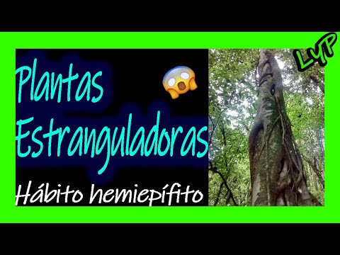 , title : 'Plantas ESTRANGULADORAS 🙀🌿 Hemiepifitas🍂 Clusia Chagualo Higuerones Ficus Mata palo Restauracion'