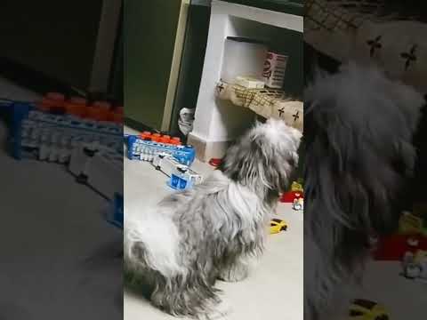 #youtubeshorts#puppy