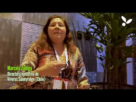 Arándanos: La importancia del recambio varietal en Perú (VIDEO)