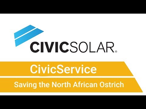 WCN & CivicSolar | Saving the North African Ostrich