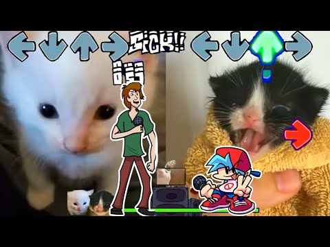 VS Shaggy Eruption but HERBERT VS Towel Cat - Friday Night Funkin' Custom Animation - The Shaggy Mod