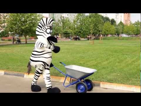 Crazy Zebra