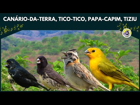 🐦 PÁSSAROS CANTANDO: Canário-Da-Terra, Papa-Capim, Tico-Tico, Tiziu | Sons Da Natureza 🎶