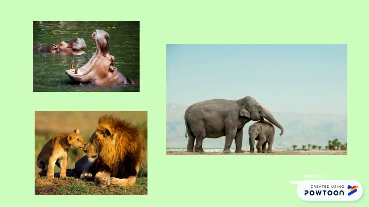 GLI ANIMALI - DOVE VIVONO