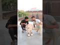 DIY Fighting Robot For Beginners With Cardboard And Motors