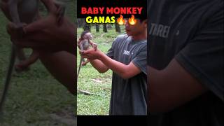 Download lagu CAUGHT‼️WILD MONKY, WILD BABY CAUGHT mp3