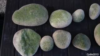 Easiest way to remove algae on rocks and ornaments