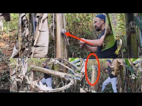 Leit leh kartay I Bah Arden Sha Poh Khlaw Jia Aiu Ha Dien To Ngin Ai Peit Ha Duh Ba kut