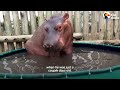 Baby Hippo Raised By Rhinos Meets A Hippo... ❤️ | The Dodo Go Wild