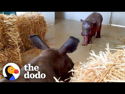 Un bébé hippopotame élevé par des rhinocéros rencontre un hippopotame… ❤️ | the dodo go wild