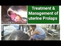 Treatment Management Of Uterine Prolaps In Cow