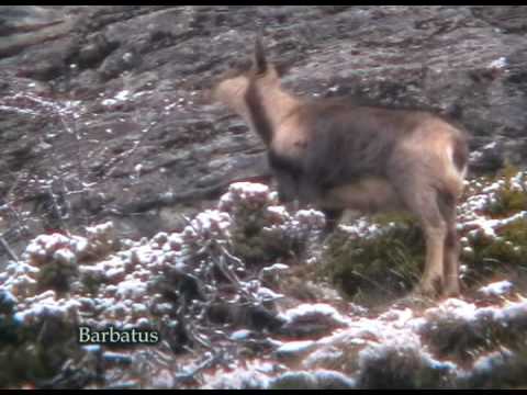 Rebeco ( Rupicapra pyrenaica ) Chamois