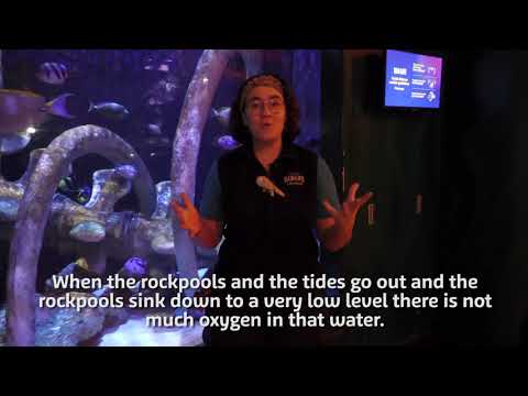 SEA LIFE Sydney：Epaulette Sharks Fun Facts