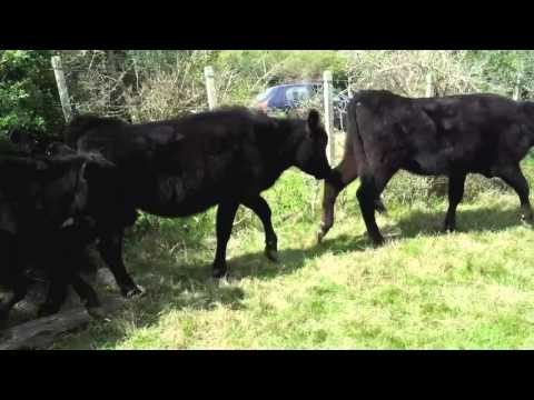 En Venta, 24 Terneras Angus Maldonado.