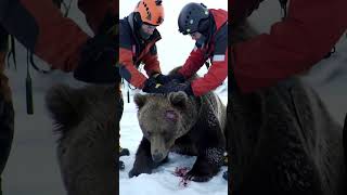 &quot;Bear Covered in Painful Barnacles 😢 | Heartbreaking Wildlife Rescue Caught on Camera!&quot;