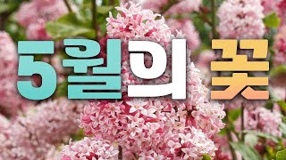 5월에는 무슨 꽃이 필까?! 혼자보기 너무~ 아까운 꽃들의 축제! 5월의 꽃 특집
