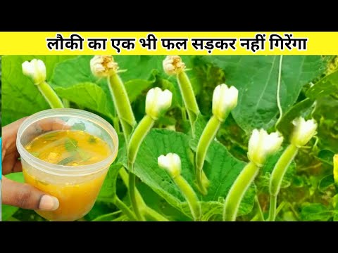 With this thing, not a single fruit of bottle gourd will rot. How to stop fruit drop in bottle gourd