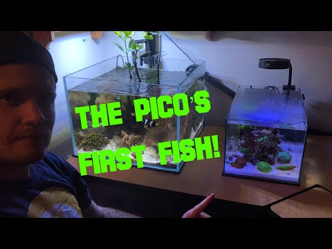 How to build a PICO REEF AQUARIUM | Part 5 - Adding my first fish!