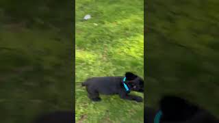 Video preview image #1 Labrador Retriever-Unknown Mix Puppy For Sale in Cary, NC, USA