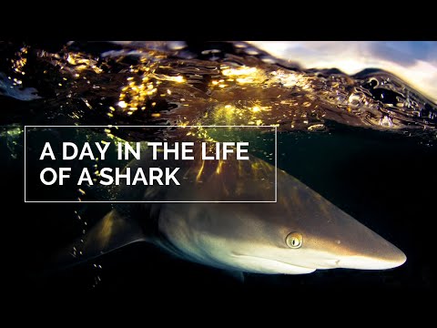 Shark and Ray Webinar Episode 2: A Day in the Life of a Shark