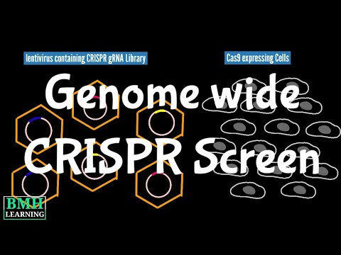Genome-Wide Screens Using CRISPR | CRISPR Cas 9 Genome Wide Screening | CRISPR screening |