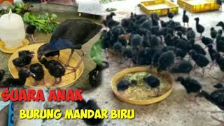 Download lagu Suara Anak Burung Mandar Biru cocok untuk menjinakan dan pikat mp3 Download lagu Suara Anak Burung Mandar Biru cocok untuk menjinakan dan pikat mp3