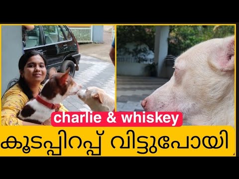 A True Story | Depression in dogs | അവന്റെ ആ സങ്കടം 🙏 #petvlogsmalayalam #vloggeraswani #doghealth