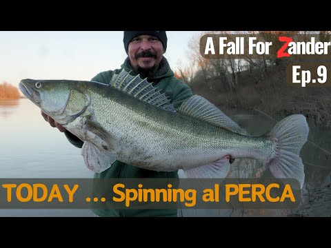Today ... Spinning ai GROSSI PERCA - A Fall Fishing For ZANDER Ep.9