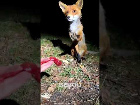 Feeding a Fox 🦊