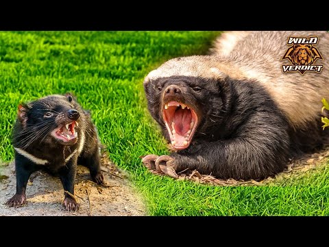 Honey Badger vs Tasmanian Devil - The Ultimate Verdict (2023)