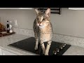 Loudest Purr Meows Ever Cute Cat Meow