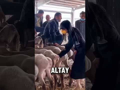 Altay Tailed Sheep #dndx1