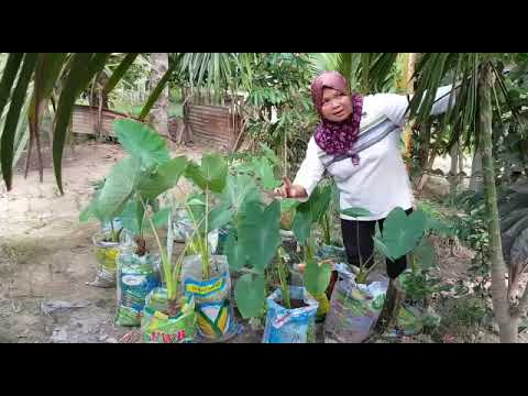 ORGANIC Plant Pots , VETIVER GRASS KING SABAH© ( SOS ORGANIC FERTILIZER History Part 13 of 1000 )