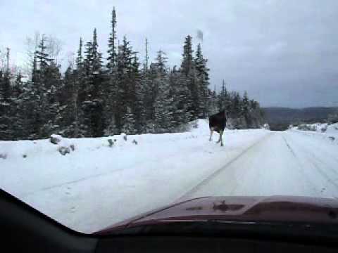 Galloping Moose  Dease Lake BC & Area