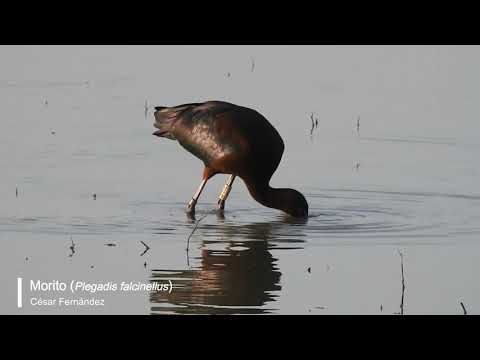 Vídeo de Plegadis falcinellus. <em>© César Fernández González