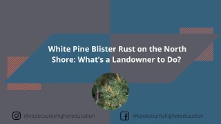 White Pine Blister Rust on the North Shore: What’s a Landowner to Do?