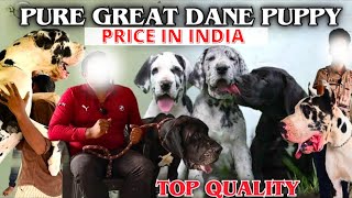 Urgent sale Show Quality Puppies |Great dane dog price in india | by Dogsbreedofficial |2024