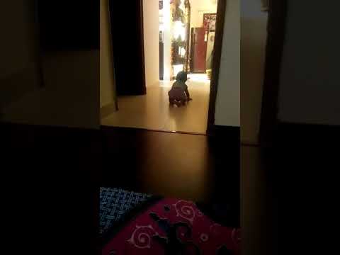 First proper crowling