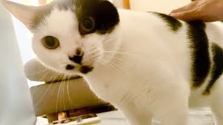 早朝、うめち、襲来