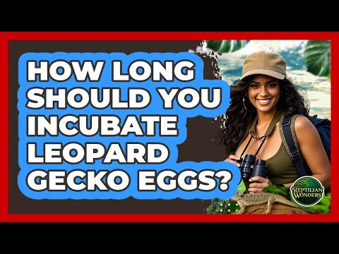 How Long Should You Incubate **leopard Gecko Eggs**? - Reptilian Wonders
