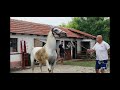 First Horse Mating Very Hard Gone