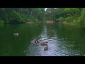 1HR Family Of Canadian Geese Feeding Relaxing Music For Meditation Relaxation Study Deep Sleep