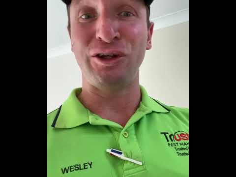 A video of significant termite damage. Check out the termite workings in this home.