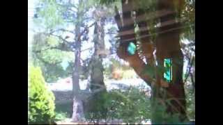 Bird Strike Deterrent Window Decal