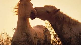 Van Morrison - Gypsy In My Soul