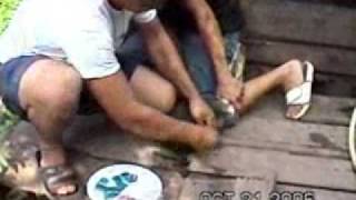 pig dying